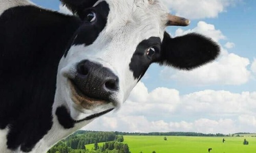 Meridian Dairy Days Cover Image
